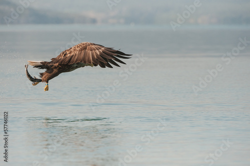 Eagle with Catch © andyastbury