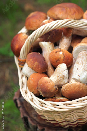 Basket with white mushrooms