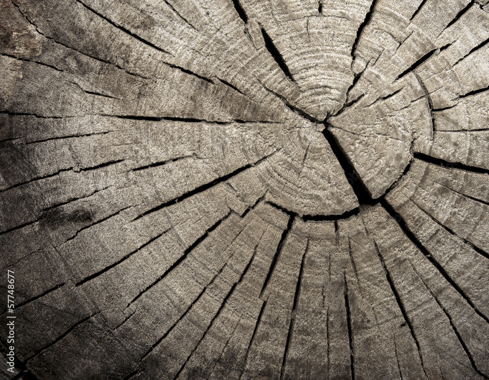 Fototapeta premium Struktura drewna. Tło