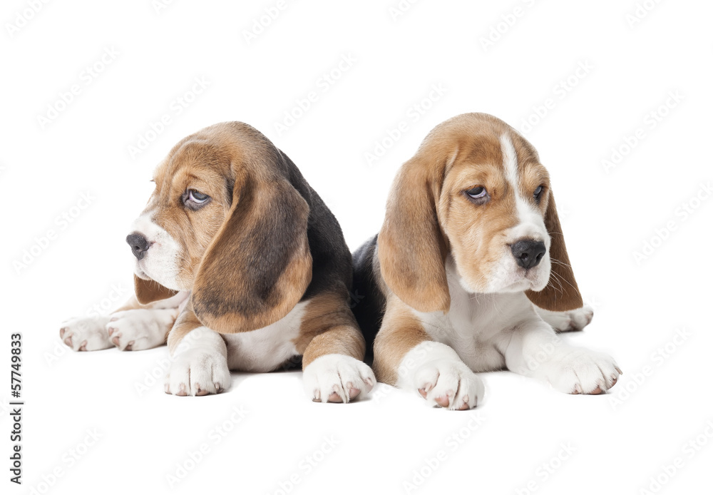 two beagle puppy on a white background in studio