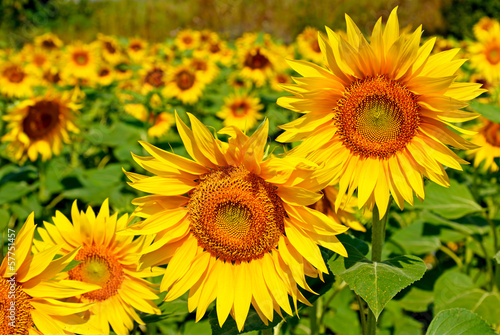 A beautiful sunflower field