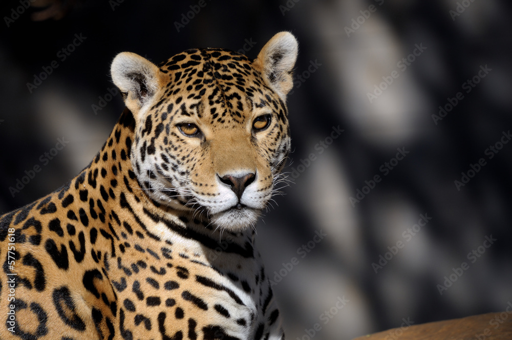 Jaguar Jaguar
