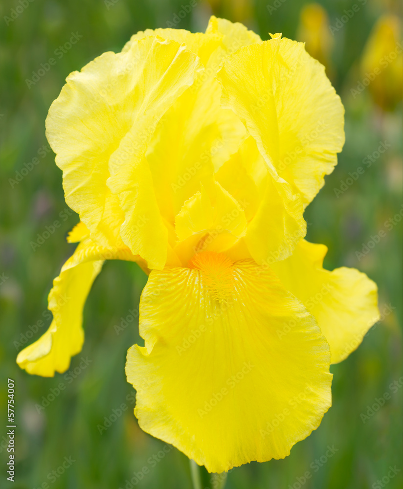 Yellow iris in the garden Yellow iris in the garden