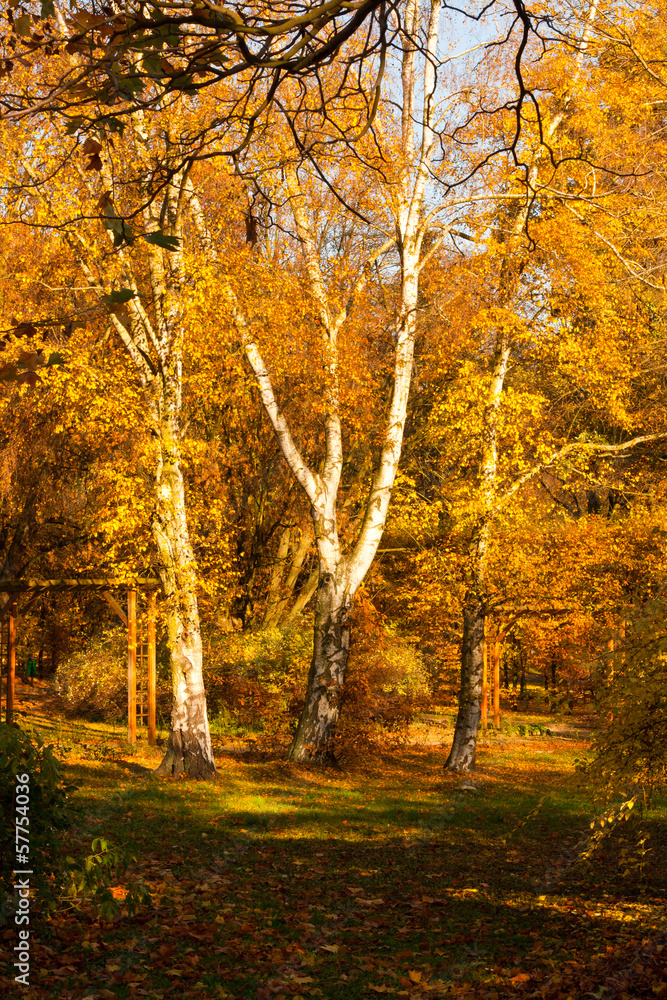 Fototapeta premium Autumn Trees