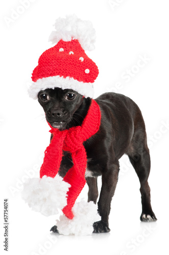 funny dog in a hat and scarf © otsphoto