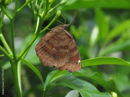 butterfly in green background