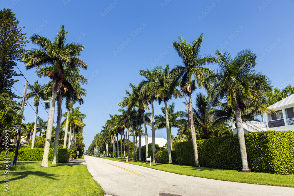 streets with palms in the living area of naples