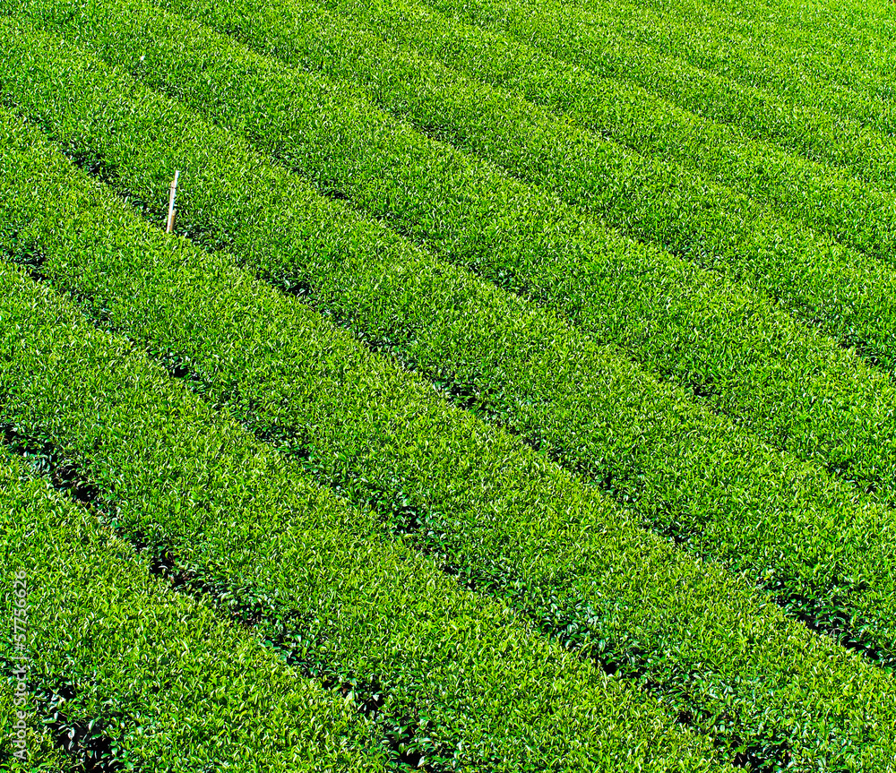 Pattern of tea plantation in the north of Thailand Pattern of tea plantation in the north of Thailand