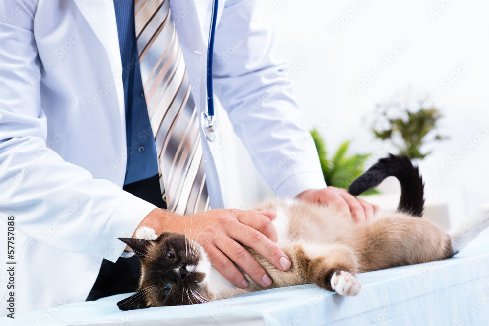 Fototapeta premium vet checks the health of a cat