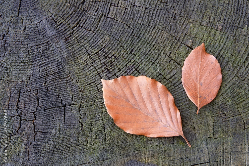 Fototapeta premium Beech leaves