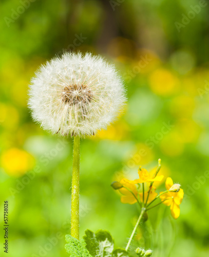 spring bright meadow with dandelion