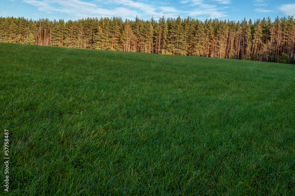 Fototapeta premium pine forest on the background of a field with green grass