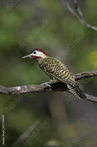 Green-barred woodpecker, Colaptes melanochloros