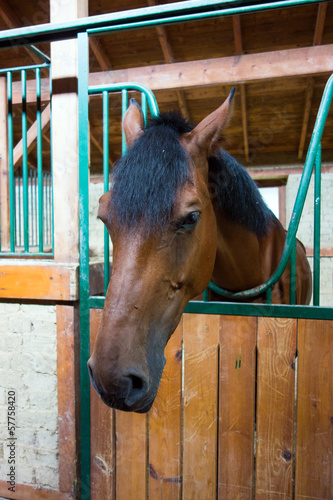 A brown horse in the barn