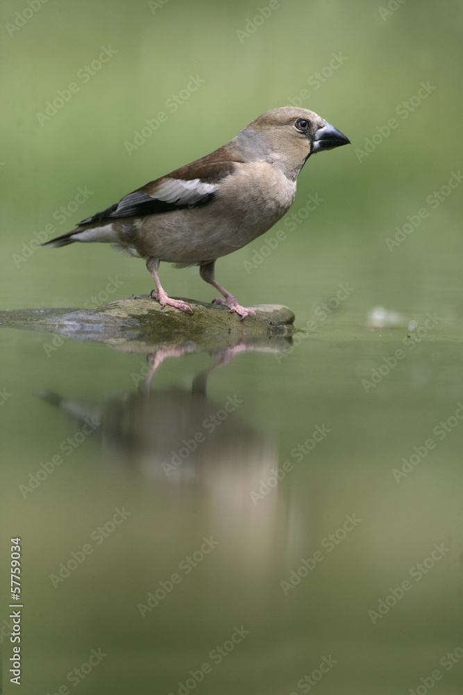 Hawfinch, Coccothraustes coccothrauste, Hawfinch, Coccothraustes coccothrauste,