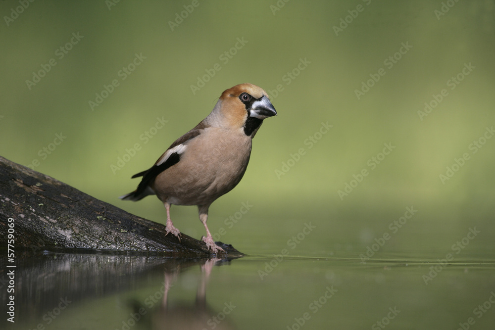Hawfinch, Coccothraustes coccothrauste, Hawfinch, Coccothraustes coccothrauste,