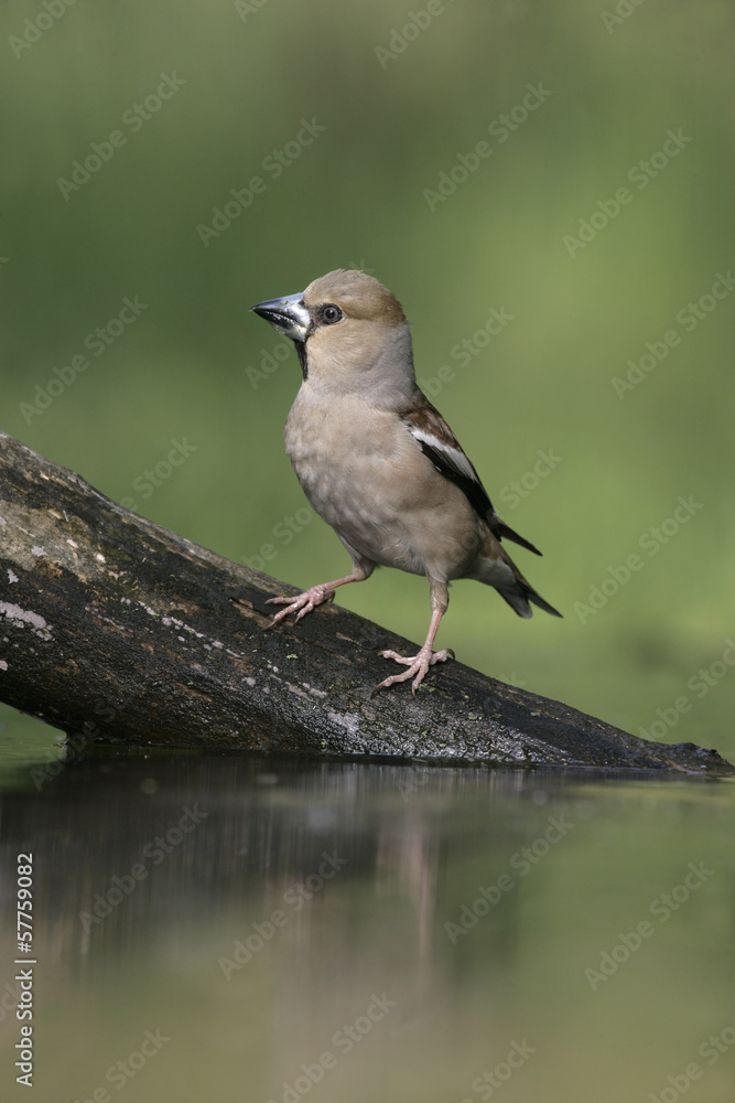 Hawfinch, Coccothraustes coccothrauste, Hawfinch, Coccothraustes coccothrauste,