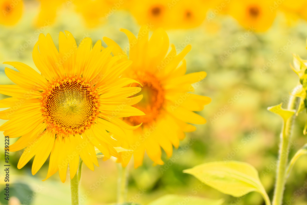 Sunflower Sunflower