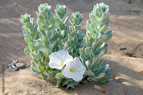 Convolvulus persicus, a flower growing on salty sand photo