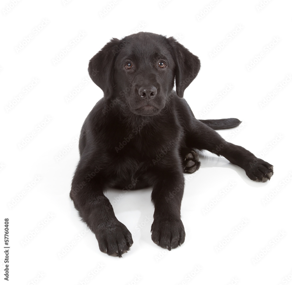 Labrador Retriever Puppy Labrador Retriever Puppy