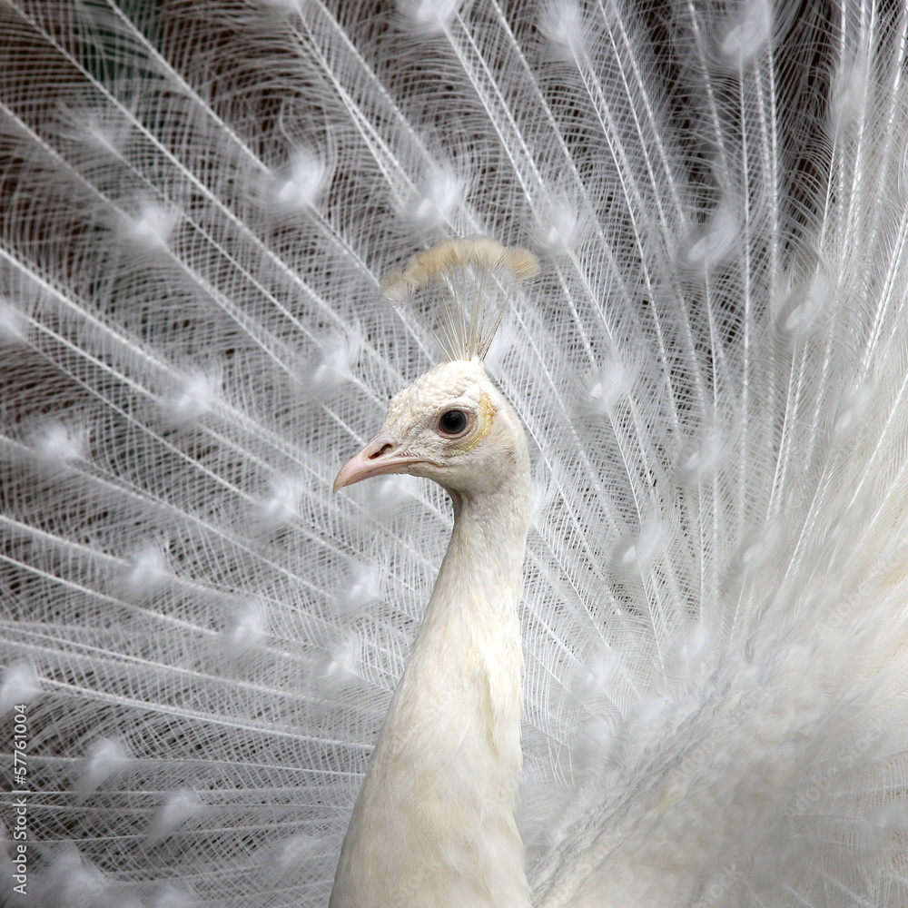 Obraz premium weißer Pfau - quadratischer Hintergrund