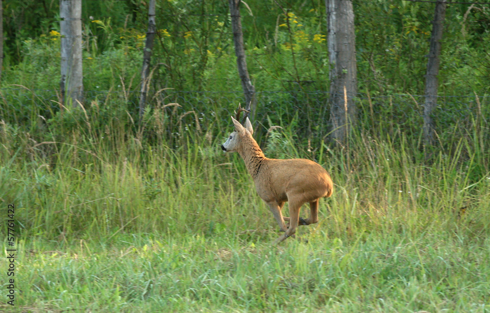 Roebuck jumping on grass Roebuck jumping on grass