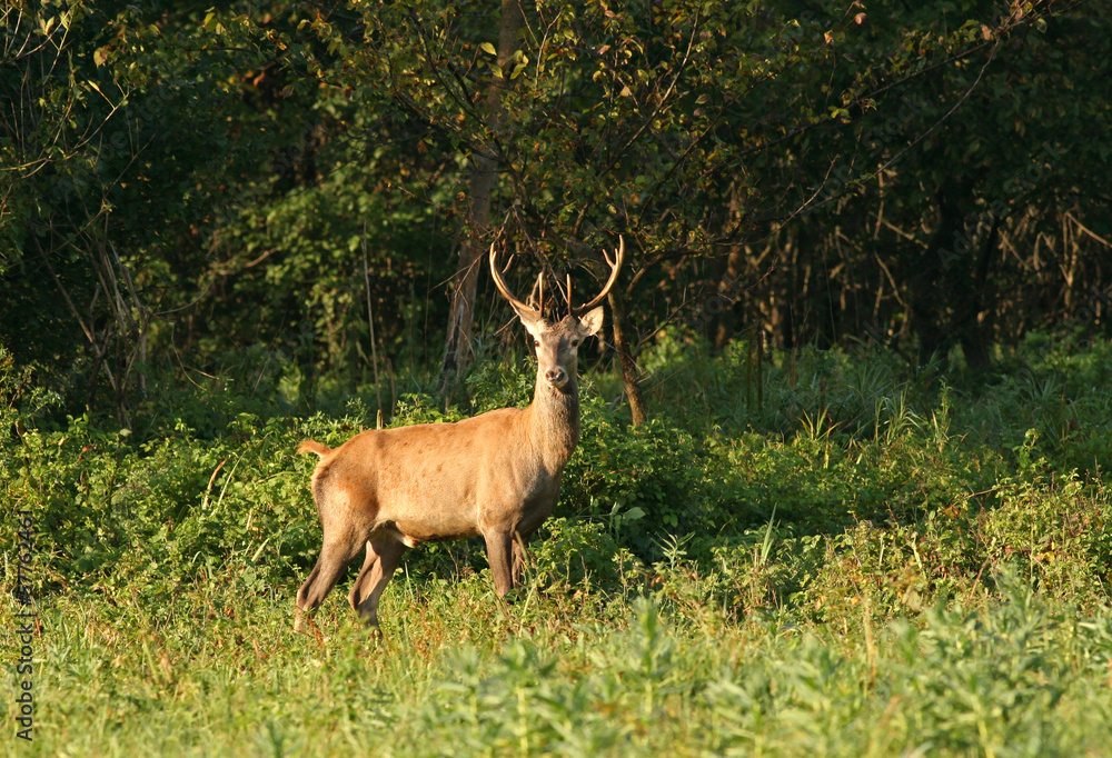 Red deer with big antlers standing beside forest Red deer with big antlers standing beside forest
