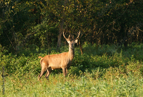 Red deer with big antlers standing beside forest