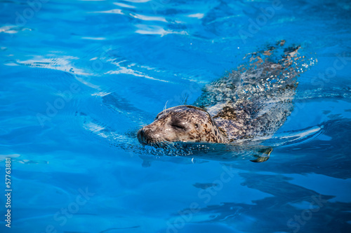 Calm Seal Swimming in the blue water