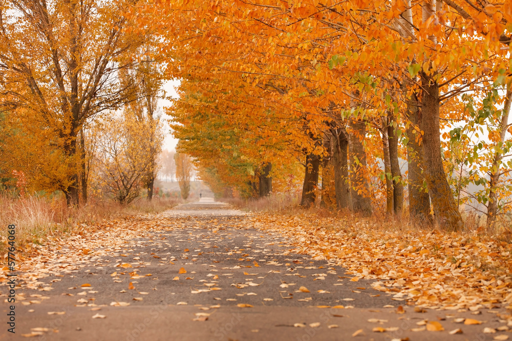 Autumn alley