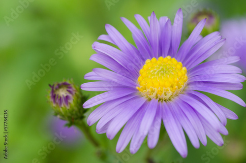 Magenta asters flower close up