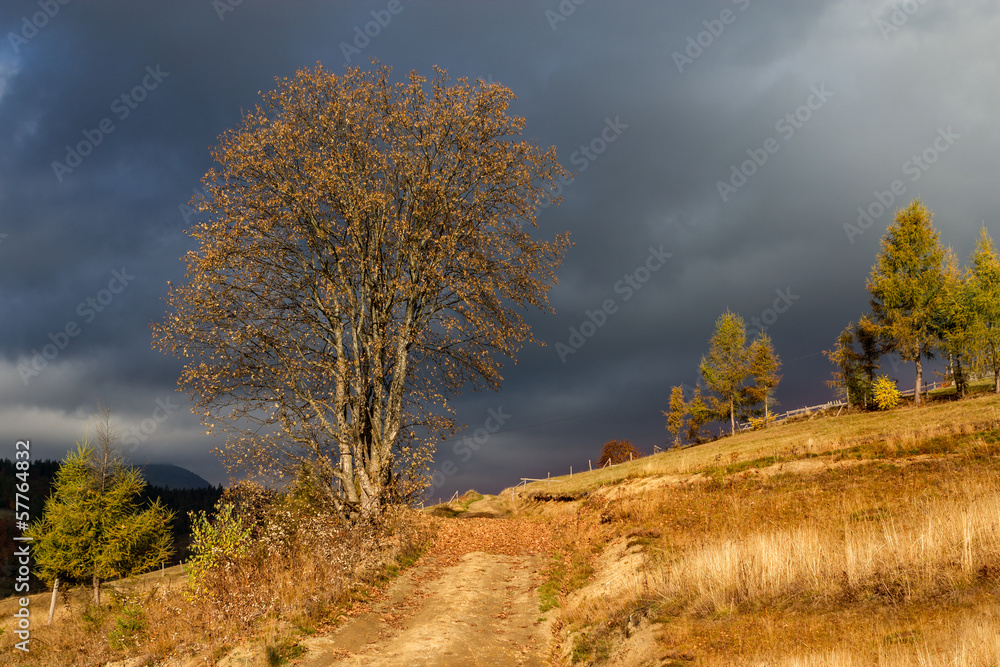 Autumnal tree on the hill under the moody sky and sunshine