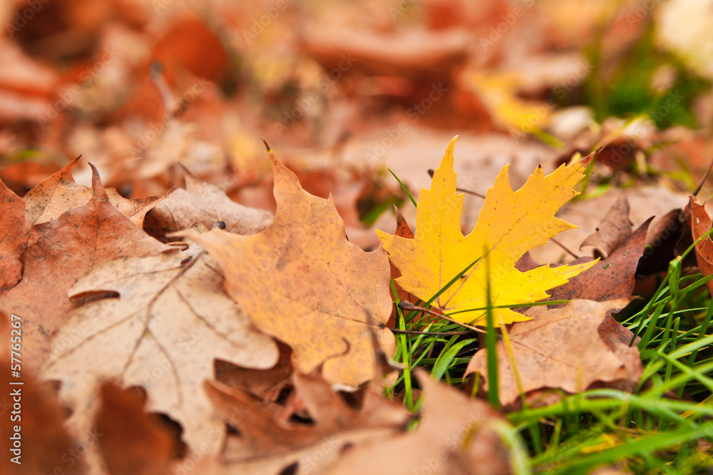 Yellow autumn leaf Yellow autumn leaf