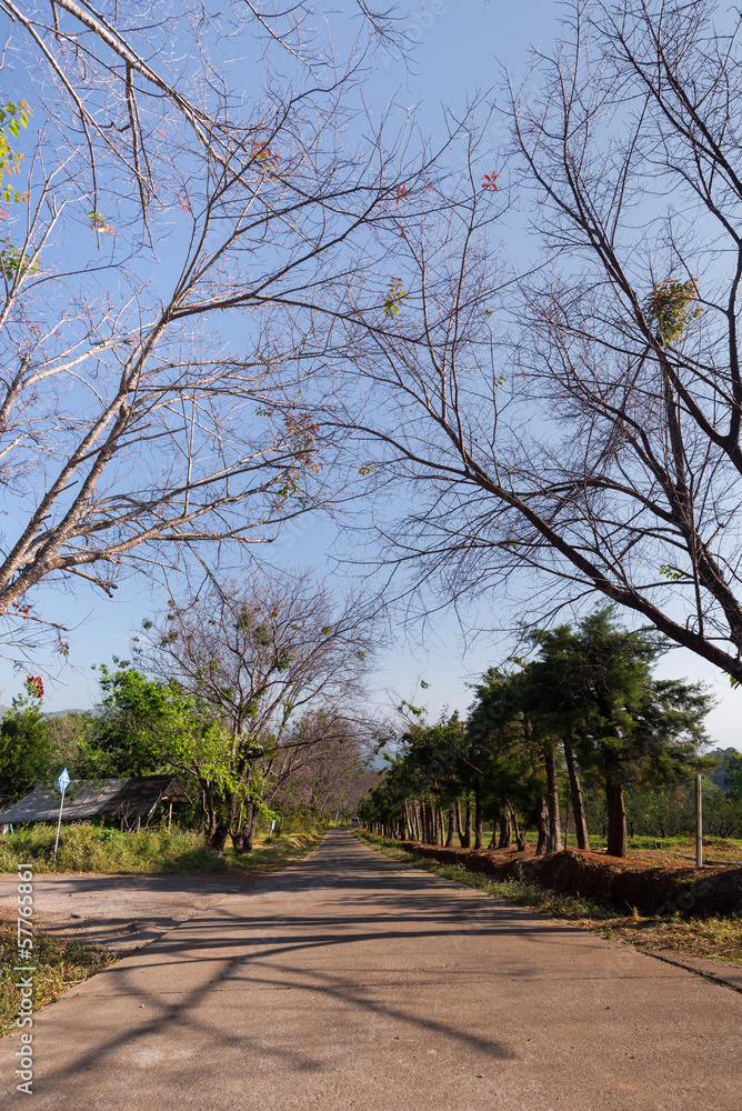 Fototapeta premium Country road of travel with morning light