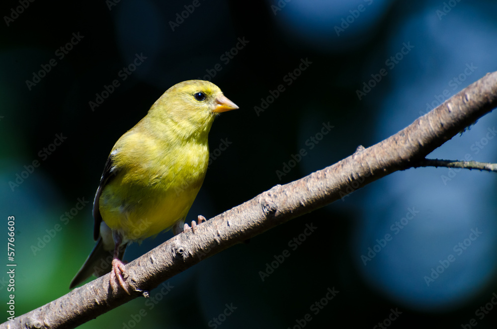 Female American Goldfinch Perched in a Tree Female American Goldfinch Perched in a Tree