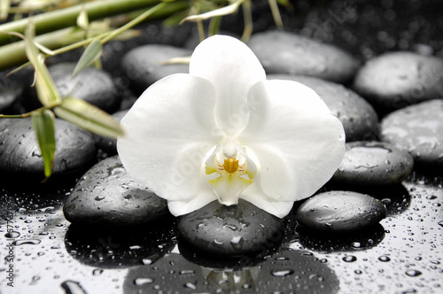 Beautiful white orchid and stones with green leaves