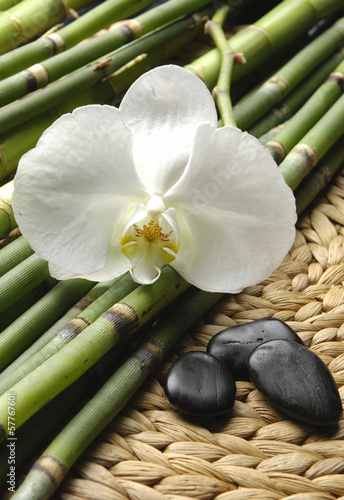 Macro of orchid and thin bamboo grove and stones mat