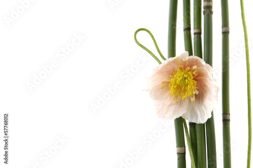 Macro of spring flower with thin bamboo grove with copy space