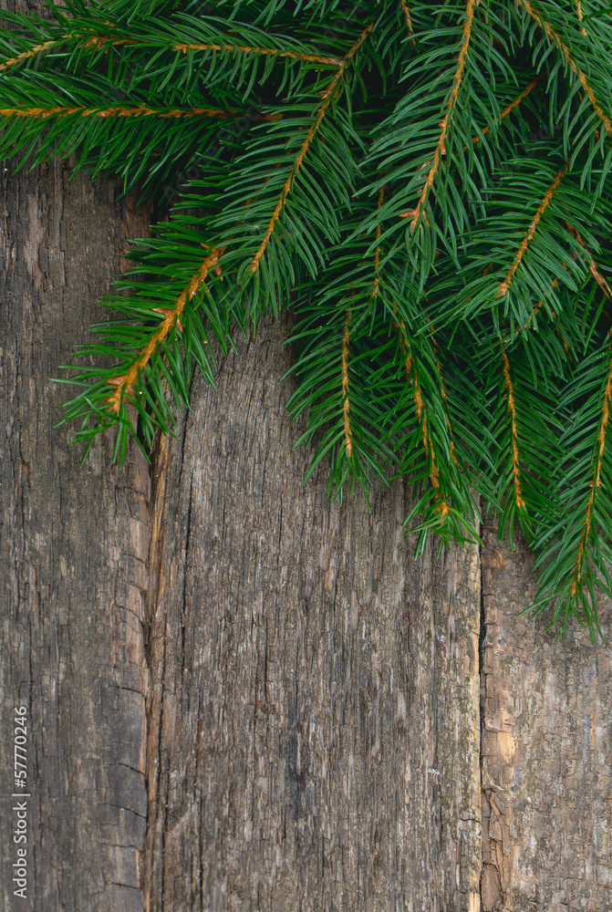 fir tree branch on rustic wooden background fir tree branch on rustic wooden background