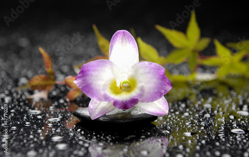 green ivy and orchid on stone in water drops