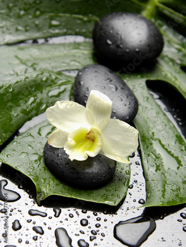 Orchid and black stones on monstera plant with water drops 