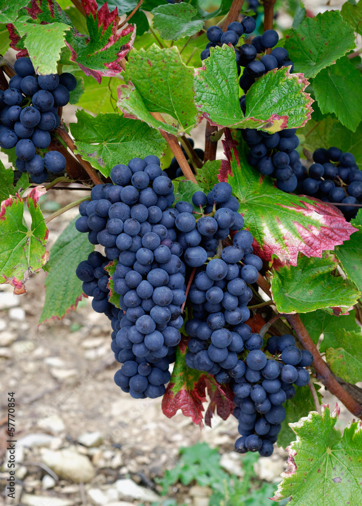 GRAPPES RAISINS GRAPPES RAISINS