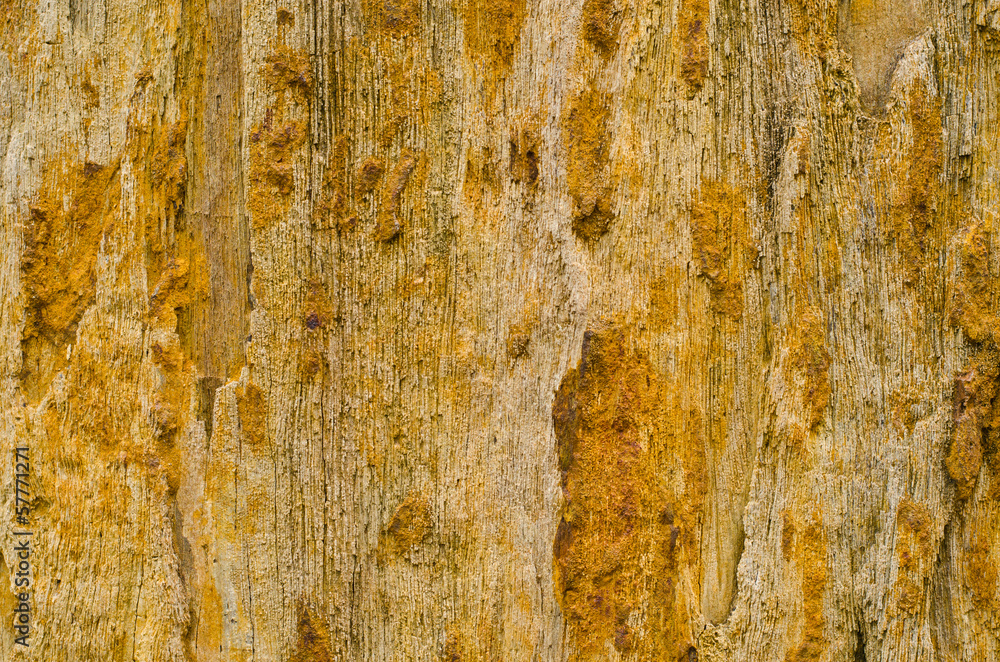 Fototapeta premium colorful petrified wood detail