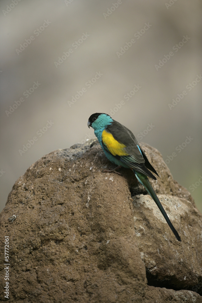 Fototapeta premium Hooded parrot, Psephotus dissimilis