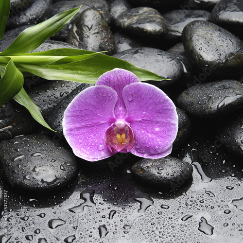 Still life with pink orchid and bamboo leaf on wet pebble