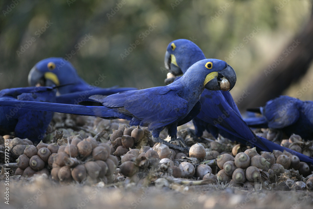 Fototapeta premium Hyacinth macaw, Anodorhynchus hyacinthinus,