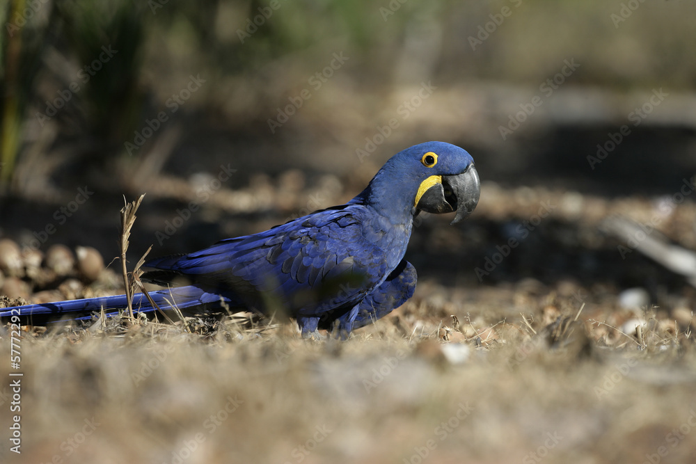 Obraz premium Hyacinth macaw, Anodorhynchus hyacinthinus,