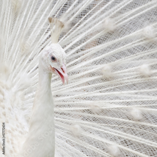 White peacock