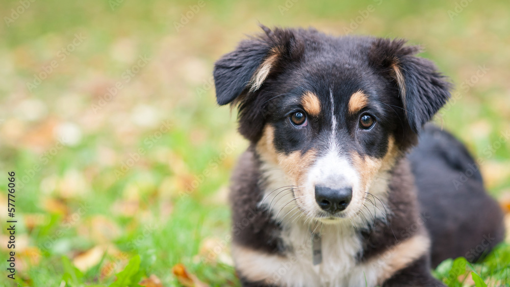Australian Shepherd dog portrait outdoors. Australian Shepherd dog portrait outdoors.