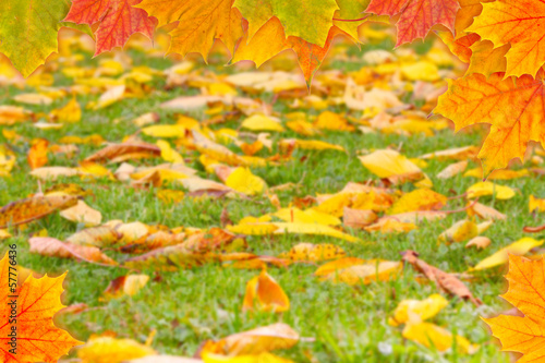 Herbstwiese und Herbstblätter